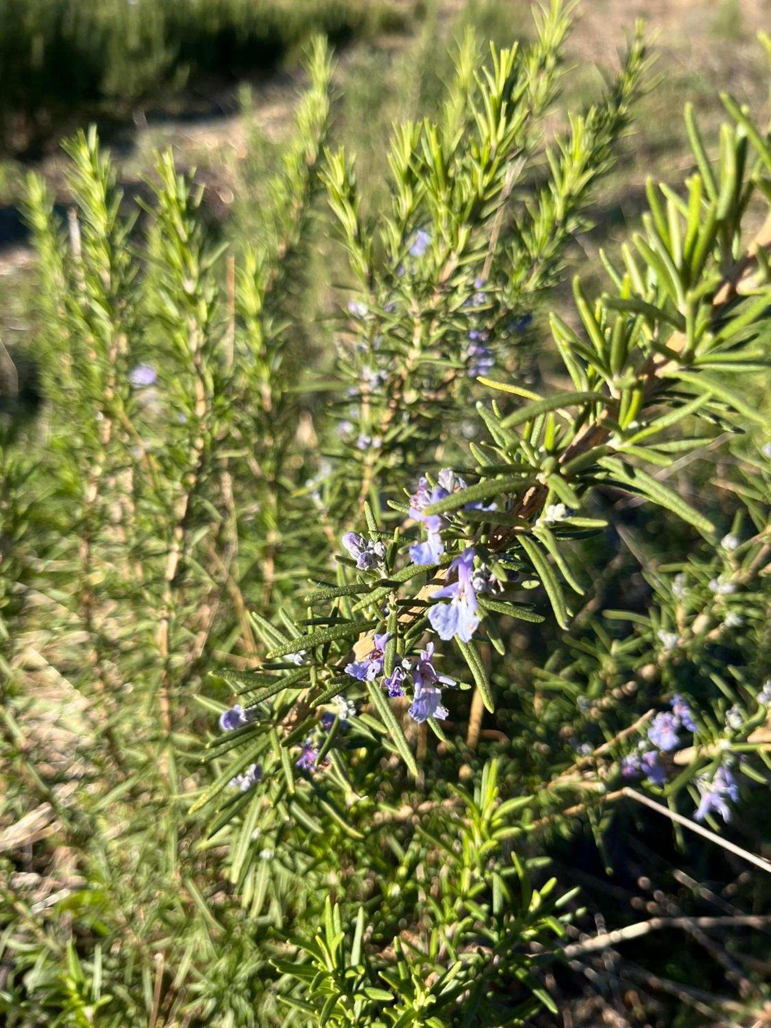 Bio Agriturismo Alba Etrusca Di Cortona - Organic Farmhouse- Appartamento Lavanda-Appartamento Rosmarino - Vasca Idromassaggio Esterna Poggioni ภายนอก รูปภาพ
