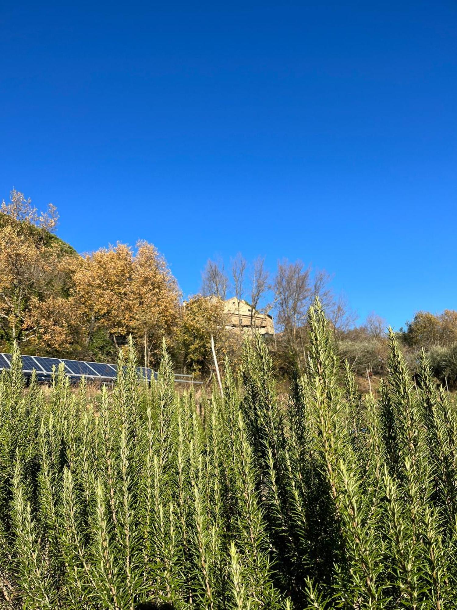 Bio Agriturismo Alba Etrusca Di Cortona - Organic Farmhouse- Appartamento Lavanda-Appartamento Rosmarino - Vasca Idromassaggio Esterna Poggioni ภายนอก รูปภาพ