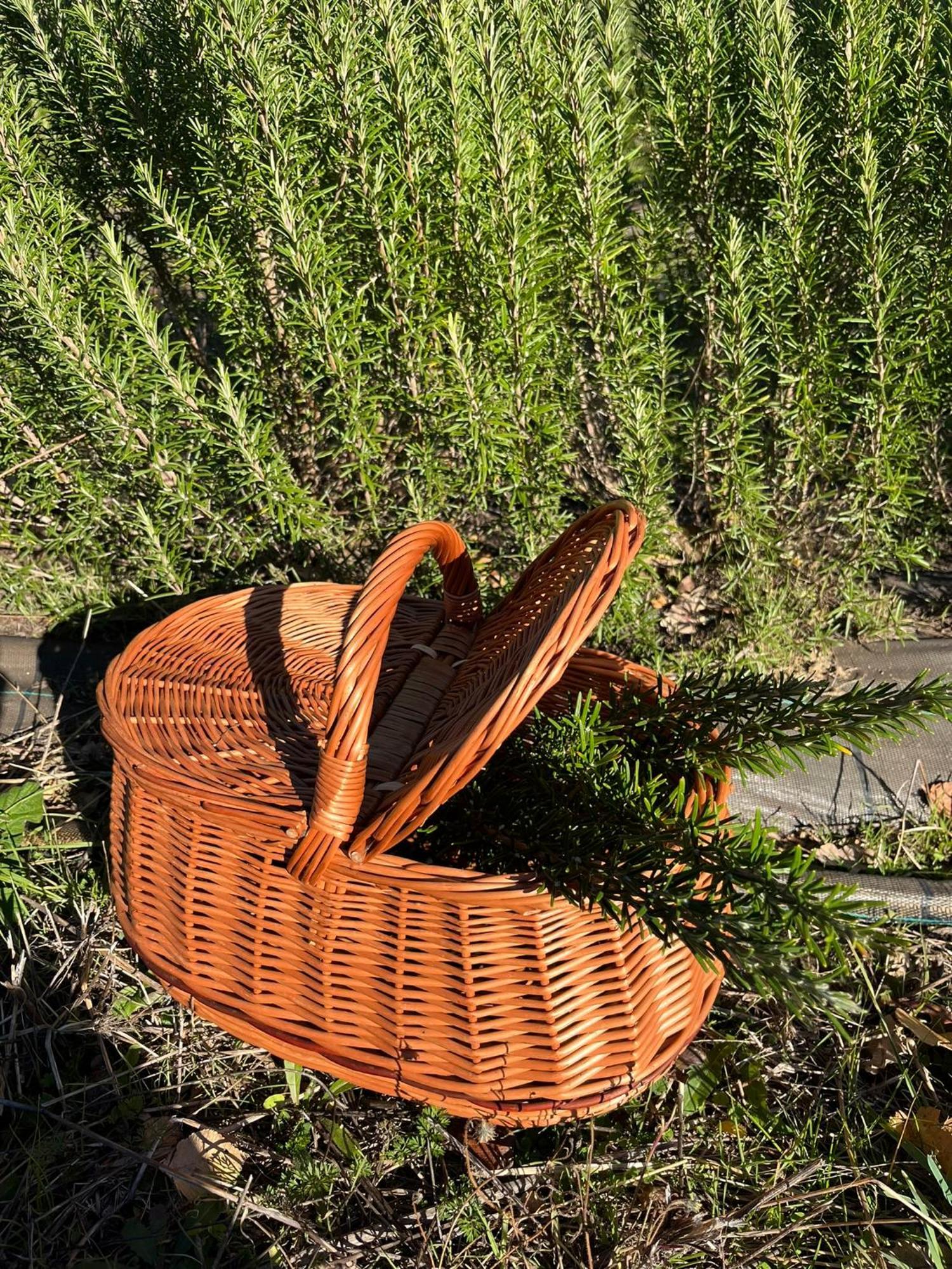 Bio Agriturismo Alba Etrusca Di Cortona - Organic Farmhouse- Appartamento Lavanda-Appartamento Rosmarino - Vasca Idromassaggio Esterna Poggioni ภายนอก รูปภาพ