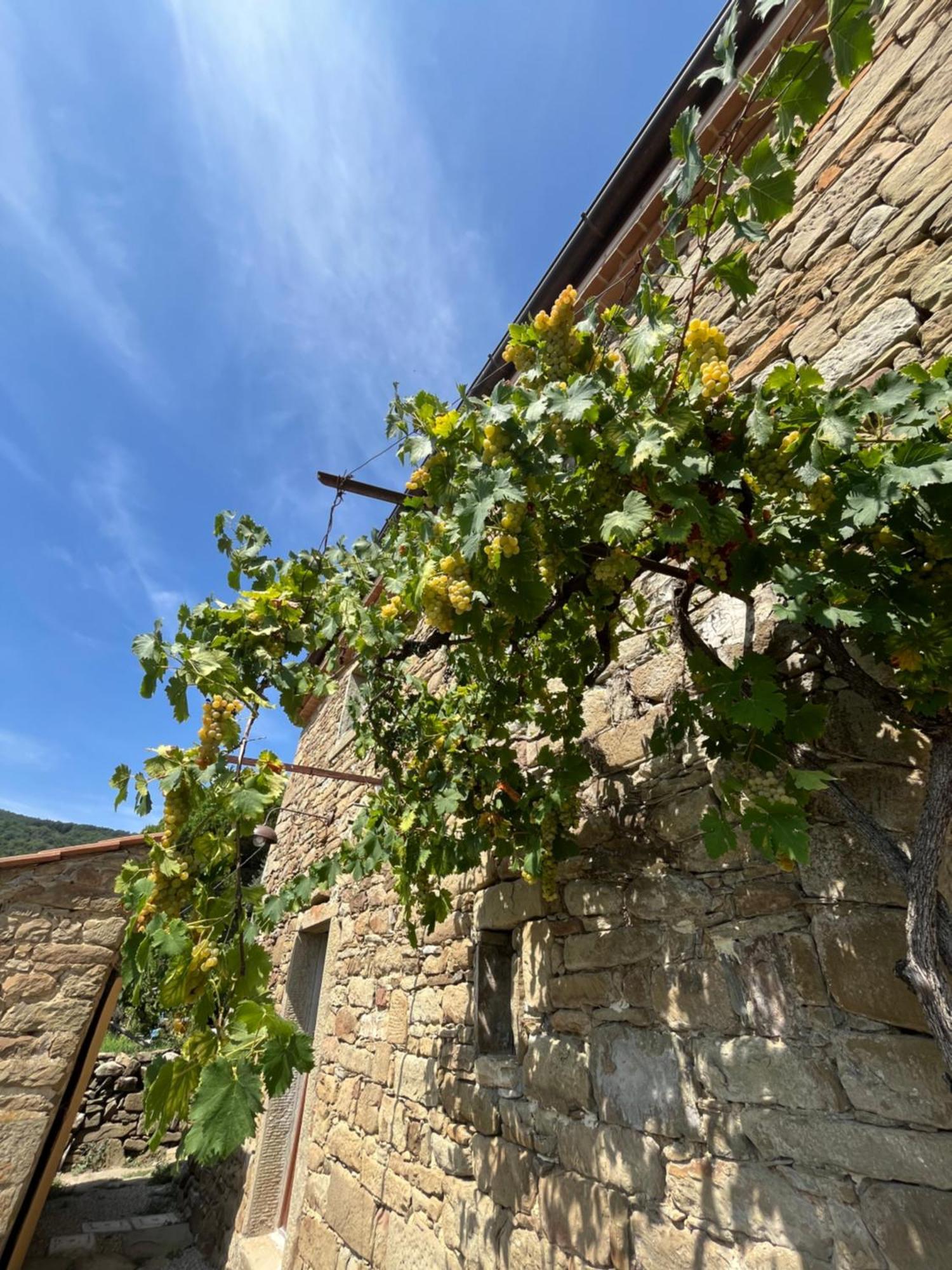 Bio Agriturismo Alba Etrusca Di Cortona - Organic Farmhouse- Appartamento Lavanda-Appartamento Rosmarino - Vasca Idromassaggio Esterna Poggioni ภายนอก รูปภาพ